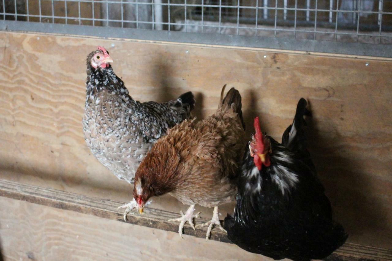 Ferienwohnung Am Bauernhof Zechner Heidi Flattach Exteriér fotografie